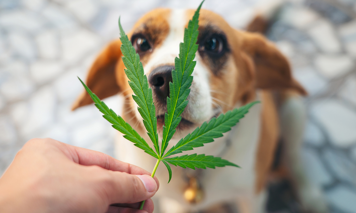 Shop At Holistapet: Best CBD Products for Cats and Dogs